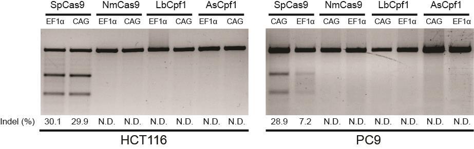 Figure S6 We observed in HEK293T cells that SpCas9 was the only Cas nuclease that exhibited robust editing activity with short 17nt spacers.