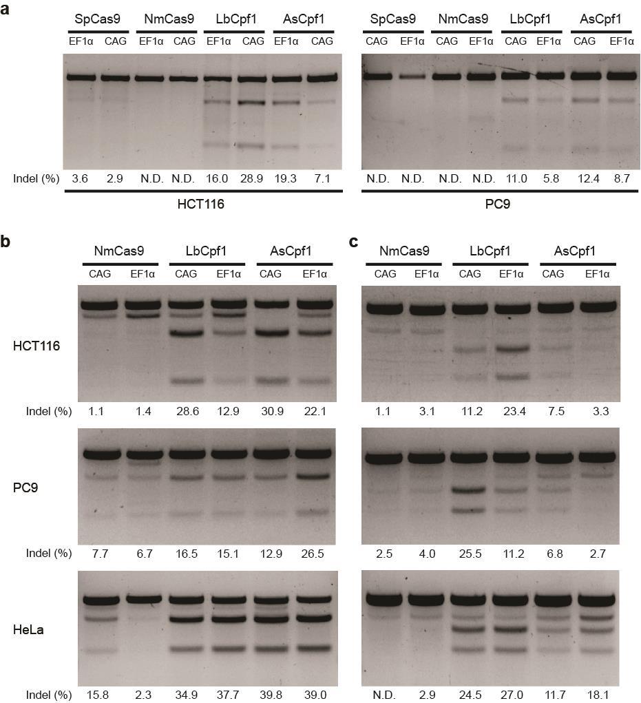 Figure S8 Confirming the low editing activity of NmCas9 in multiple human cell lines.