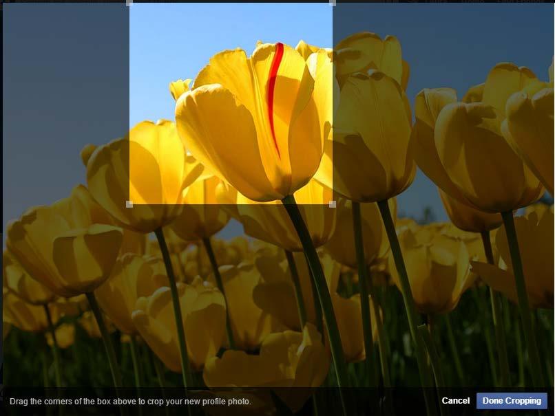 Click and drag the squares at the corners of the highlighted box to change the part of the image that is selected. 8.