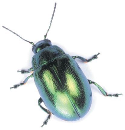 Example: 17.3-1 (Knight P17.54) 23 The wings of some beetles have closely spaced parallel lines of melanin, causing the wing to act as a reflection grating.