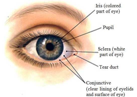 Fig. 1. Eye structure The Iris biometric system has two security stages: The enrolment stage and the release stage. During the enrolment stage, samples of Iris biometric are collected.