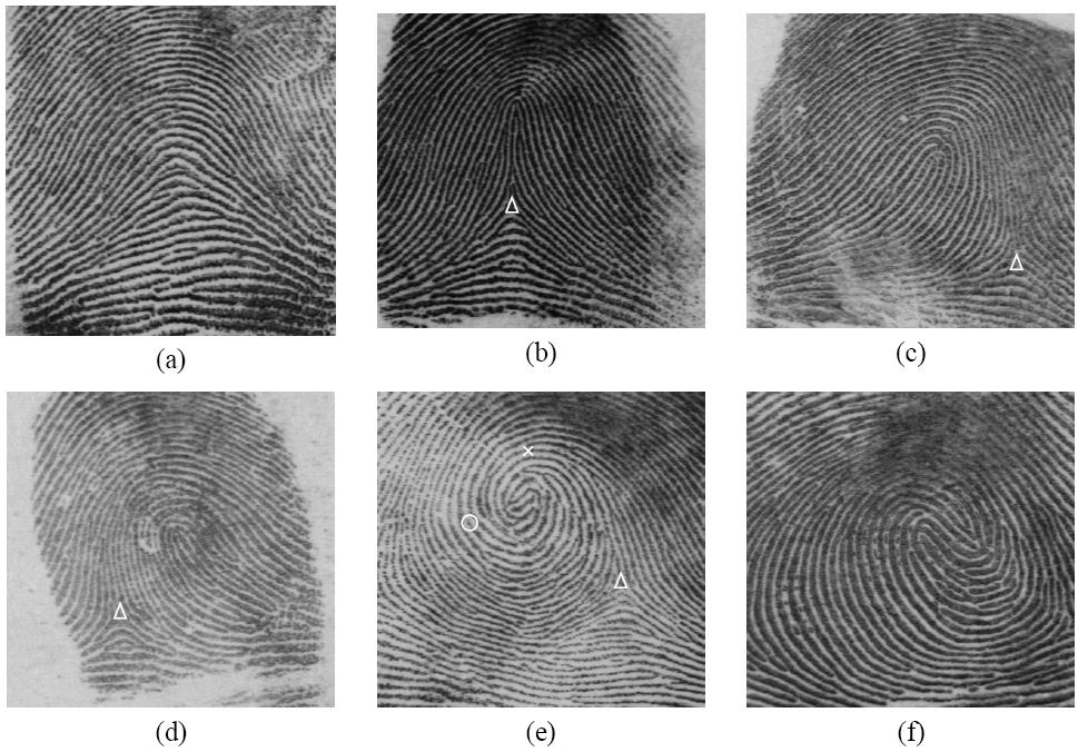Figure 1: Different fingerprint patterns. (a) arch, (b) tented arch, (c) right loop, (d) left loop, (e) whorl and (f) twin loop [2] 2.