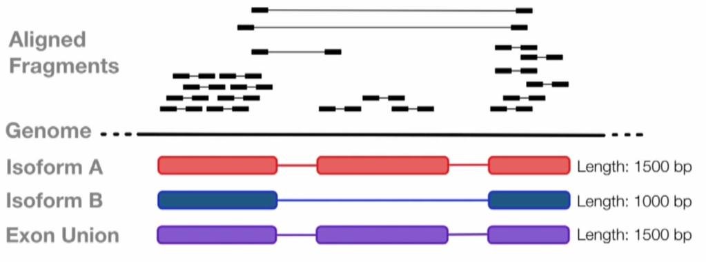 https://www.youtube.com/watch?v=ztyjicct_lm Quantifying expression genes!