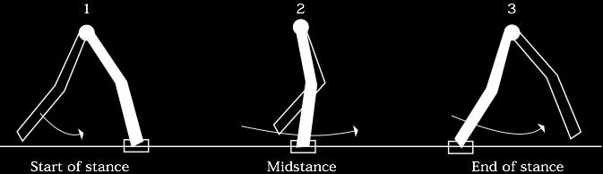 Kinematics of the Walk In a pelvic list with one-piece legs, the swing leg would penetrate the floor.
