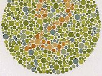 Color Blindness One type of cone missing, damaged Different types of color blindness,