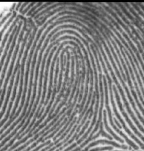 Figure 3 shows typical preprocessed fingerprints. Figure 4 shows one of the resulting maps, with fingerprint textures labeled F and all others labeled T.