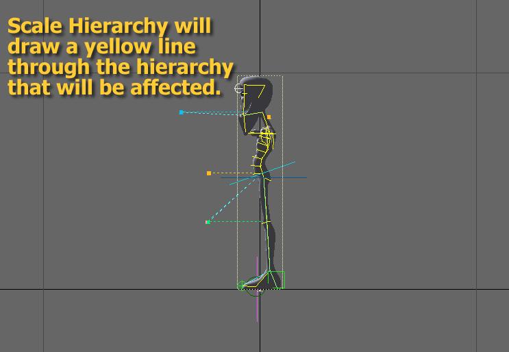 In this example the object has been selected so Scale Hierarchy will affect all the bones. If you choose to scale targets and goals. Scale Hierarchy will attempt to move them along with the bones.