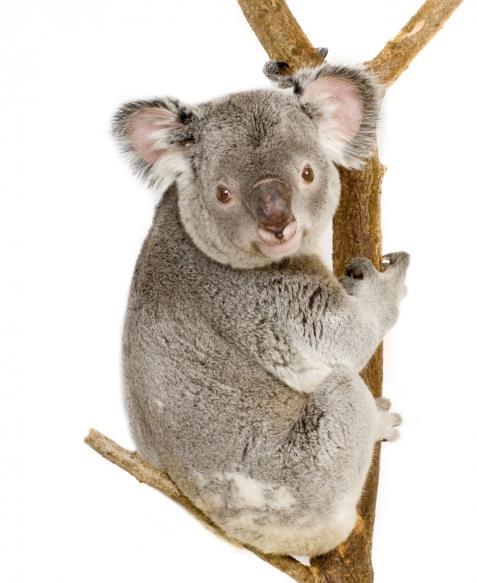 Koala Size: 100s All nodes sleep Low-Power-Probing Gateway wakes up