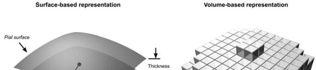 Cortical thickness &