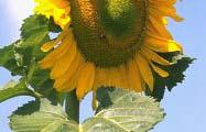 Look at this sunflower, a nature s gift How does the nature embed its software?