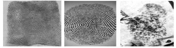 There are various features of fingerprint which makes fingerprint unique for individuals.
