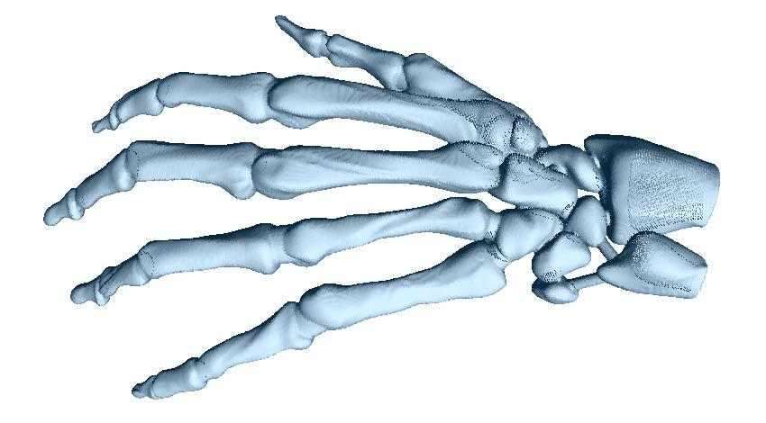 Figure 4: Filling background pixels applied to the output of point rendering (Figure 1) of skeleton hand data set. Only one iteration of the filter had to be applied.