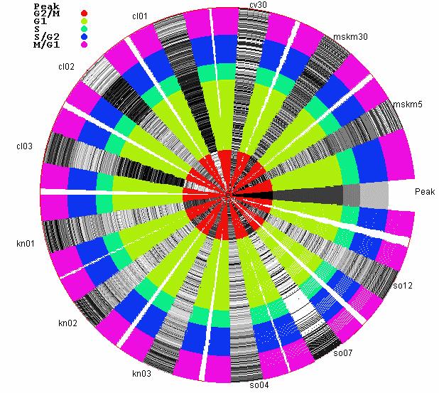 A circle segment visualization comparing the results of different classification techniques. The true class is represented in color, while the predicted class is represented with a grayscale.