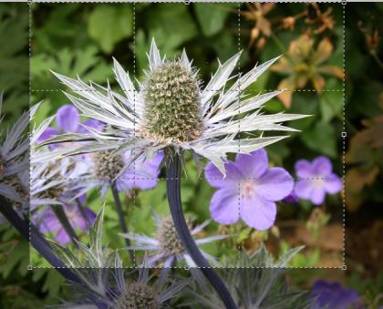 Crop CROPPING is the process of removing portions of an image to create focus or strengthen the composition. 1. Click FILE, OPEN, and, then, navigate to the DESKTOP and select Thistles.