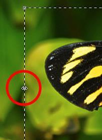 Using the RECTANGULAR MARQUEE TOOL,, select an area that you want to transform. o Let some of the butterfly s wings and antennae extend beyond the selection.