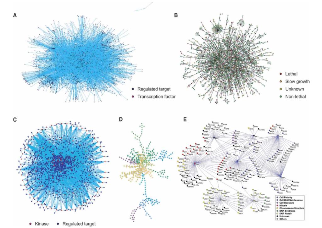 Biological Network Types Examples of biological networks: [A] Yeast transcription factor binding network; [B] Yeast protein protein interaction network; [C]