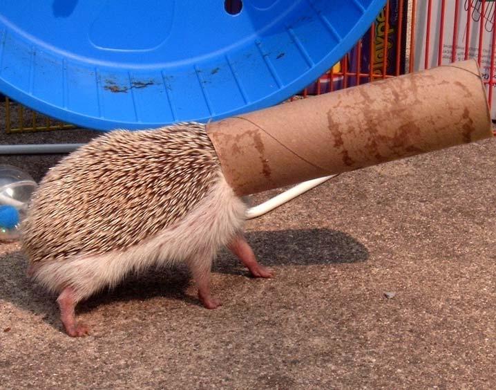.hedgehog { background-image: url(backyard.