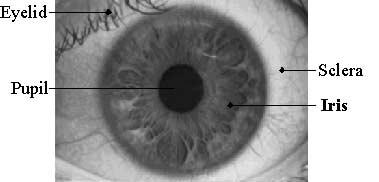 418 Y. Park et al. Fig. 1. Iris recognition procedure 2 Iris Recognition Procedure The general iris recognition procedure is shown in Fig. 1. In the above procedure, it is important to segment the iris region, exactly and fast.