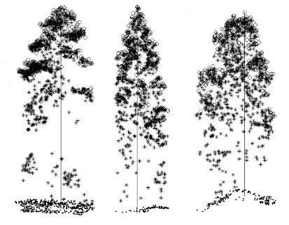 Dark grey represents pine, light grey represents spruce, and white represents hardwood trees.