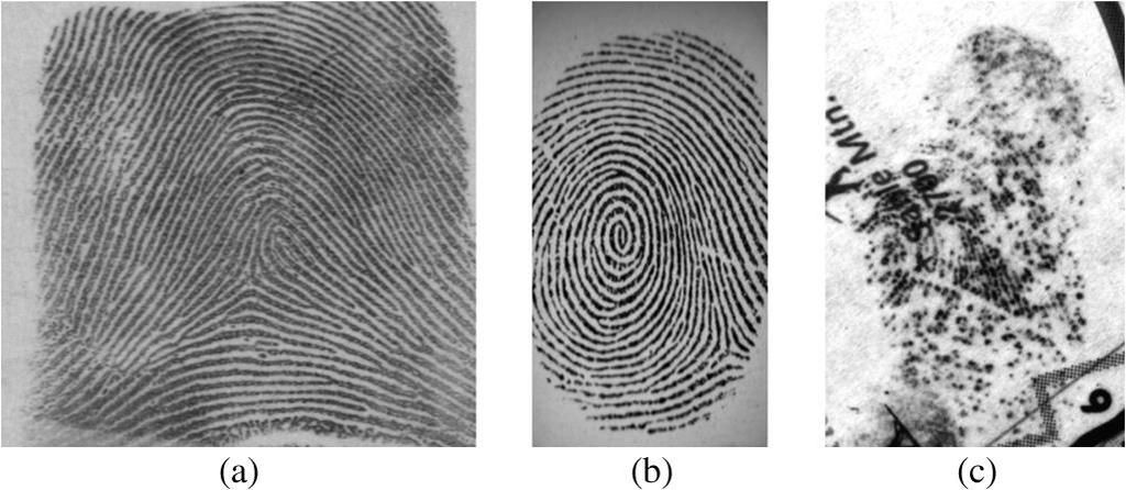 Fig. 1.Three types of fingerprint suspicion. Rolled and ordinary fingerprints are also called full fingerprints. (a) Rolled; (b) plain; (c) latent.