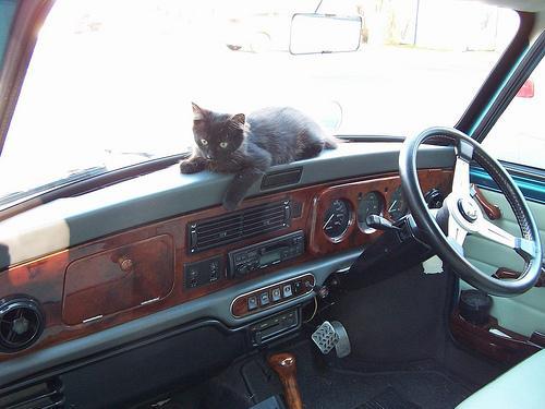 Human: A view of inside of a car where a cat is