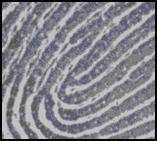 RESEARCH ARTICLE OPEN ACCESS Adaptive Fingerprint Pore Model for Fingerprint Pore Extraction Ritesh B.Siriya, Milind M.Mushrif Dept. of E&T, YCCE, Dept. of E&T, YCCE ritesh.siriya@gmail.