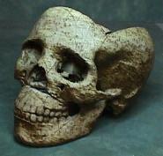Anthropologists typically make use of the opening at the base of a skull where the spinal cord terminates.