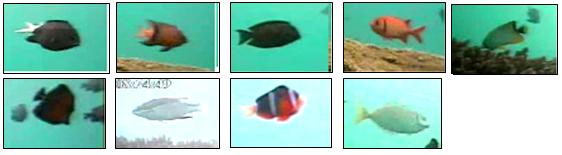 Fish Recognition Fish recognition component Release 1 (Apr.