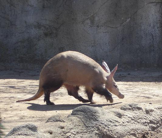 Aardvark Aardvark 4 NSDI 09 A. Clement, E. Wong, L. Alvisi, M. Dahlin, and M. Marchetti. Making Byzantine fault tolerant systems tolerate Byzantine faults. In Proc.
