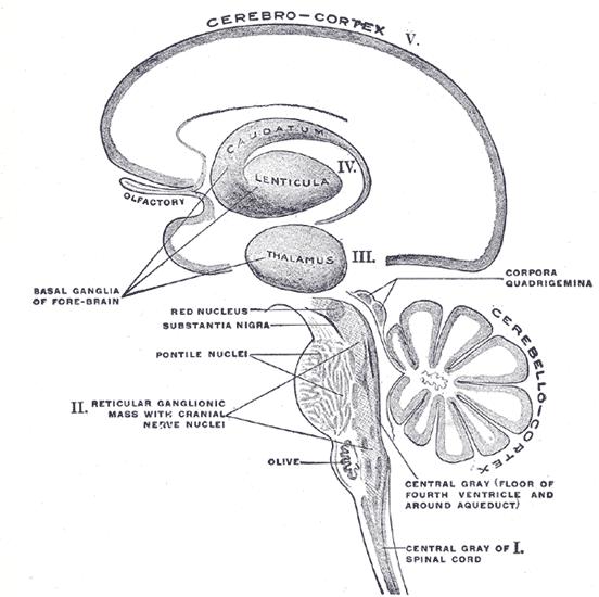 Thalamus LGN anatomy 6 layers sandwiched together: Layers 1 and 2: magnocellular