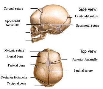 Chapter 1 Figure 1: The figure portrays the anatomy of the normal skull. Modified Figure from [27]. Craniosynostosis (CRS) is one of the most common congenital malformations.
