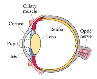 Example 1: eyes Eye focuses light on the retina on the back of the eyeball.