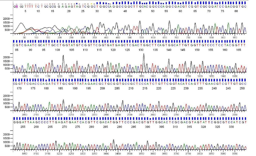 Sanger Sequencing Output Each sequencing