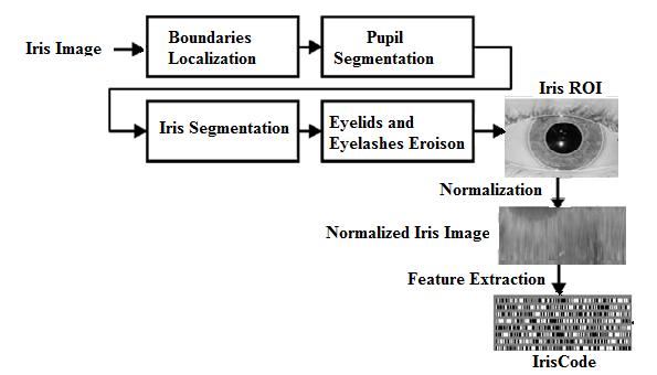 The feature extraction of Iris trait is shown below in Fig.3: e feature extraction modules (m,m) of both traits, individually produce a compact representation according to the input image.