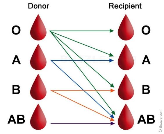 data matching markets for kidney exchange blood-type compatibility: settings tissue-type compatibility: the likelihood of being compatible with a random donor