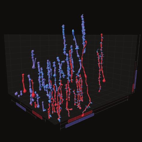 FilamentTracer Intelligently trace neurons in 3D image with Torch FilamentTracer allows for the detection, tracing and analysis of filament like structures.