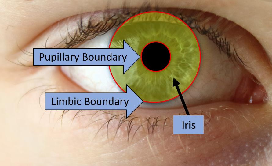 4 rest of the components in the eye. The inner boundary, or pupillary boundary, is a circle on the outer edge of the pupil which separates the iris from the pupil.