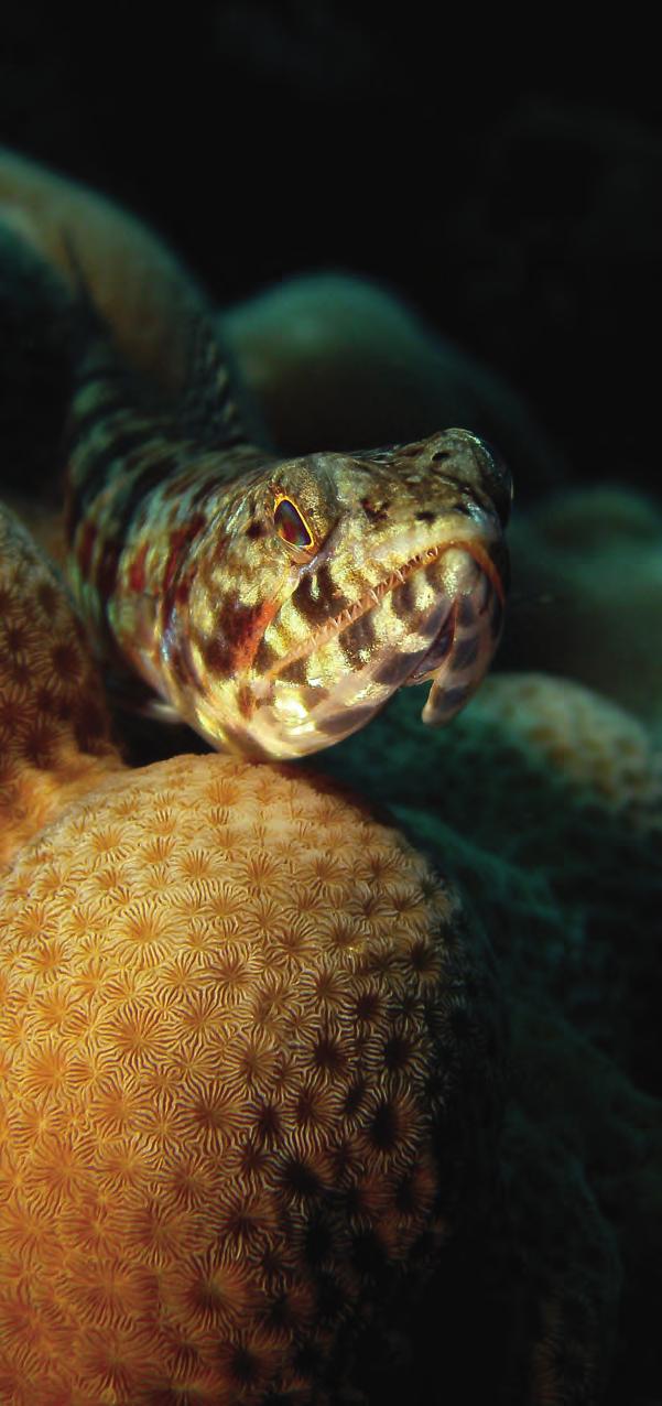 Lighting is one of the most important components of underwater photography. Light is essential to bringing out vivid colours in photos and videos.