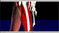 For deformation of muscle systems We will make revisions according to the role of the muscles of the deformation model and deformation parameter.