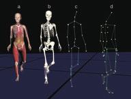 a: 4D whole body model, b: skeletal model, c: