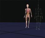 the directional movement of the full body model driven