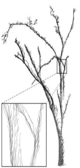 Tree Reconstruction Main Skeleton Local neighborhood graph Shortest-path graph Clustered points Figures from Hu, H.