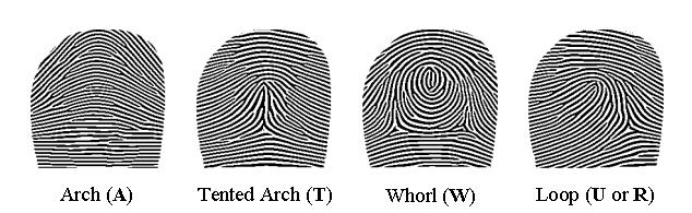 Background Types of Fingerprints: Arch, Tented Arch,