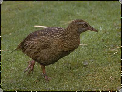 Classification Tool: WEKA Waikato Environment for Knowledge Analysis by The University