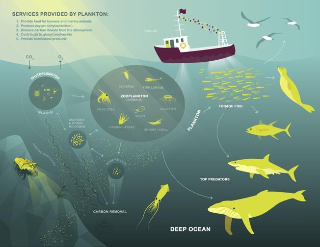Final Report: Classification of Plankton