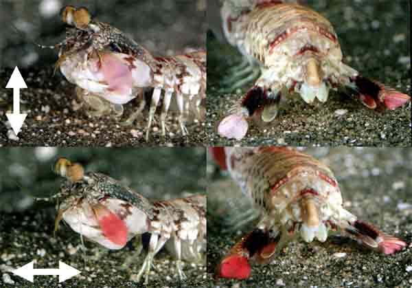 shrimp can detect even