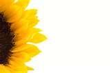 PortableApps\GIMP\animation\ima ges folder as sunflower.jpg.