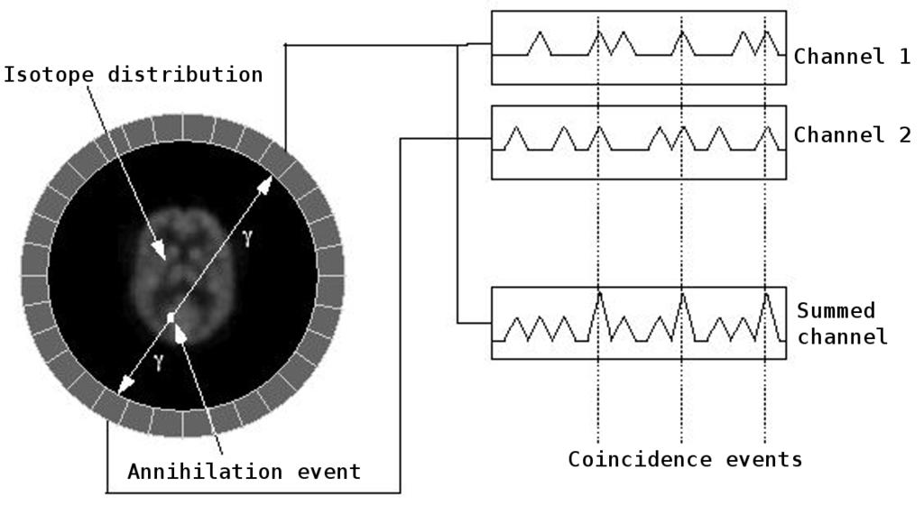 Figure 1.2: The annihilation photon pair is recorded as a coincidence event by a pair of detectors coupled to a timing circuit. This figure is taken from [41]. Figure 1.