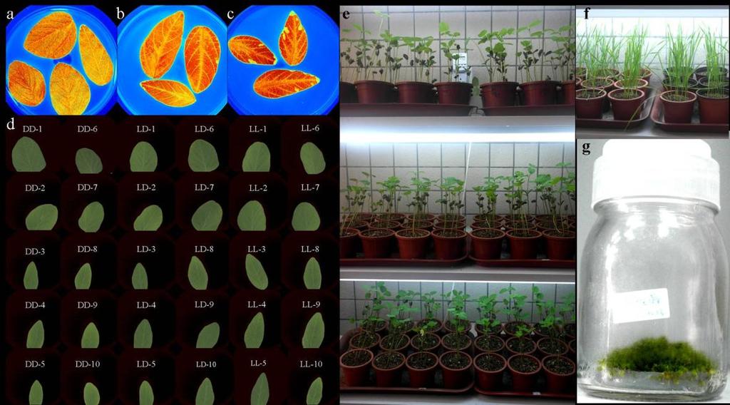 Supplemental fgure S1 Crcadan rhythms can be measured by MSI n stress condtons and a range of plant speces.