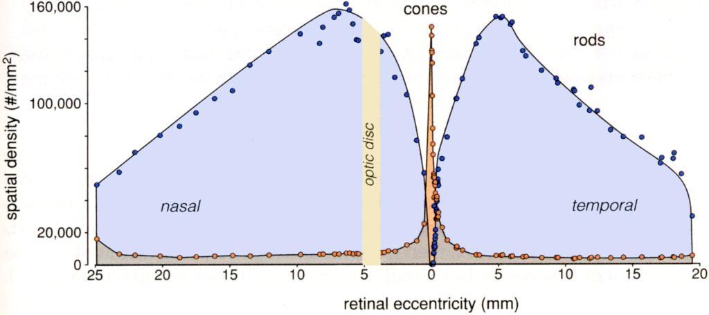 Distribution of rods and cones from Rodeick, 1998 Maximum accuity is in the fovea: - about 50,000 cones, each about 30